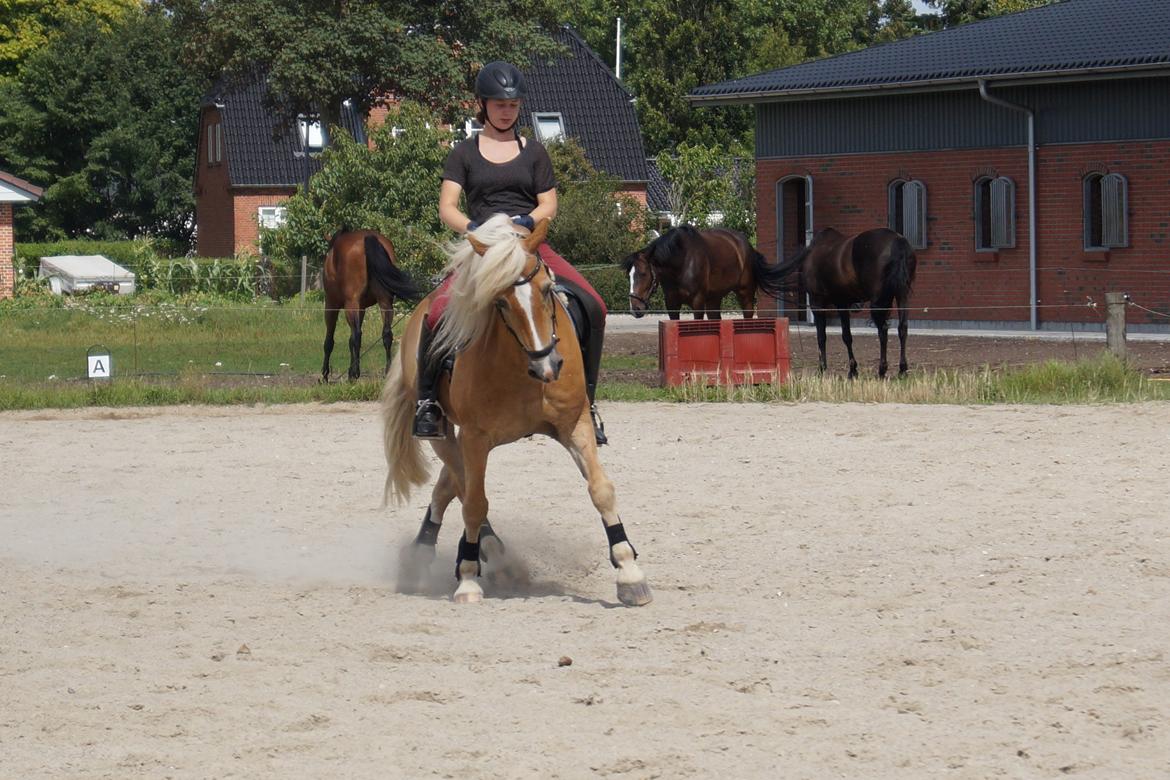 Tyroler Haflinger Story billede 36