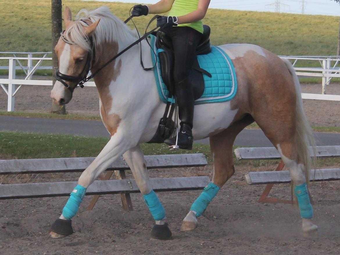 Pinto SHE DE LUXE HØJGÅRD [Tidl. låne hest] - Bare så dejlig!! :) - Foto Julie Stigsen billede 11