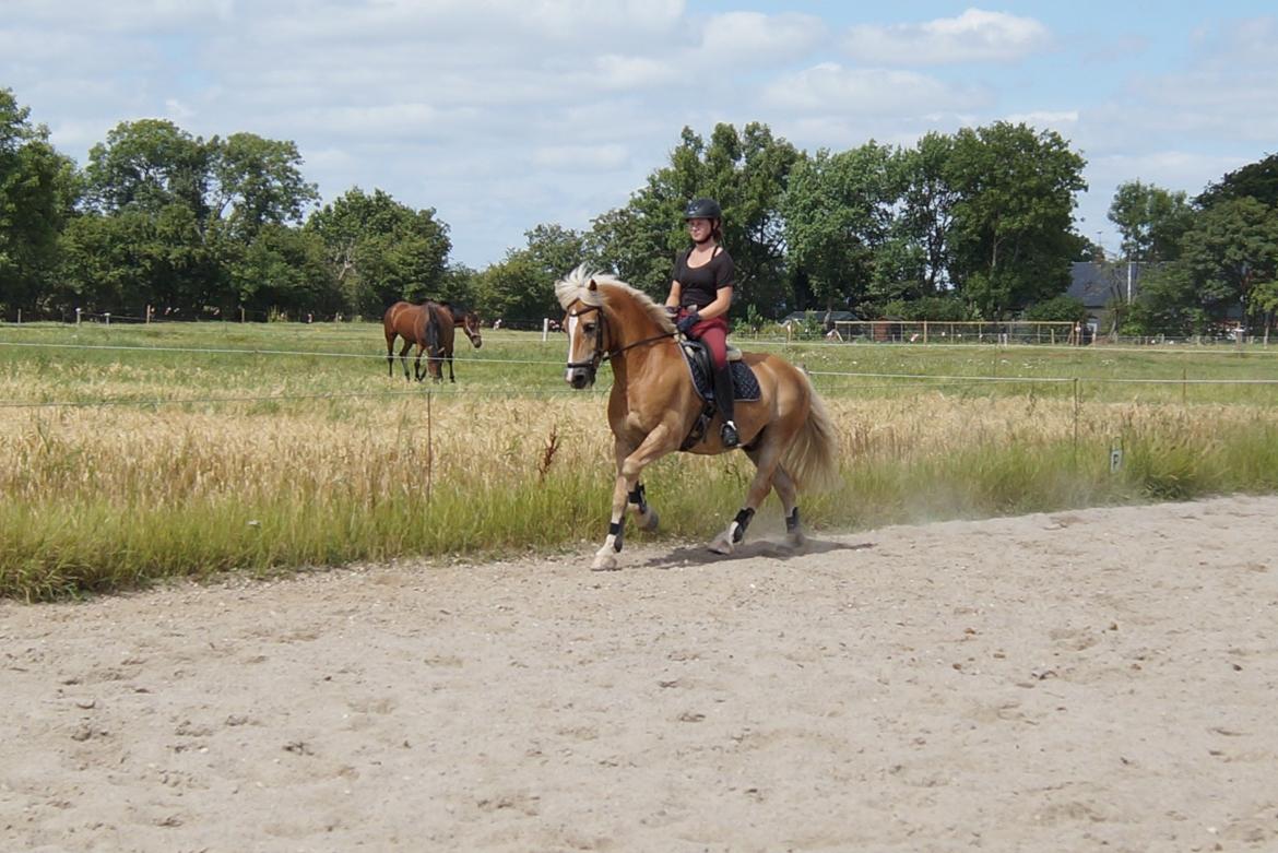 Tyroler Haflinger Story billede 37