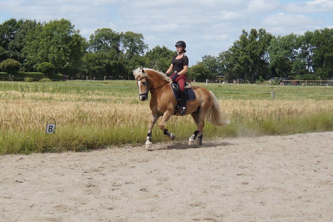 Tyroler Haflinger Story billede 38