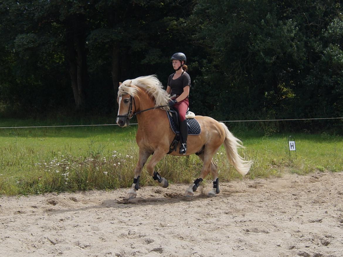 Tyroler Haflinger Story billede 39