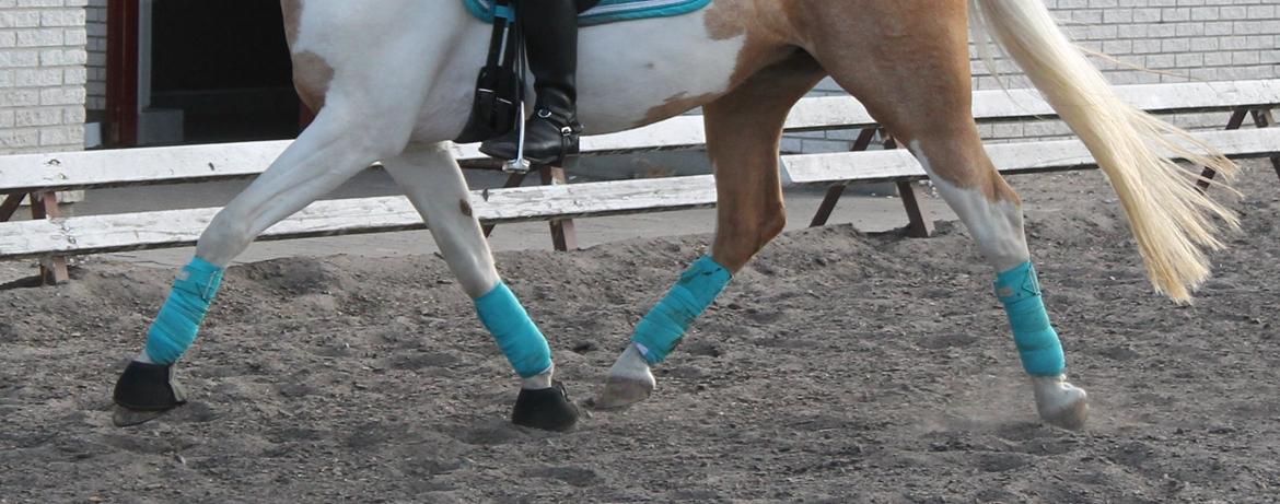 Pinto SHE DE LUXE HØJGÅRD [Tidl. låne hest] - Man kan hvad man vil! - Foto Julie Stigsen billede 12