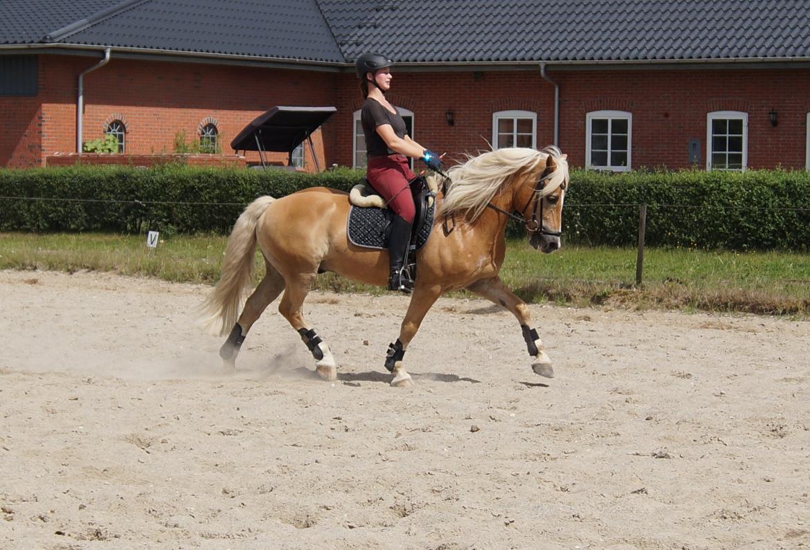 Tyroler Haflinger Story billede 41
