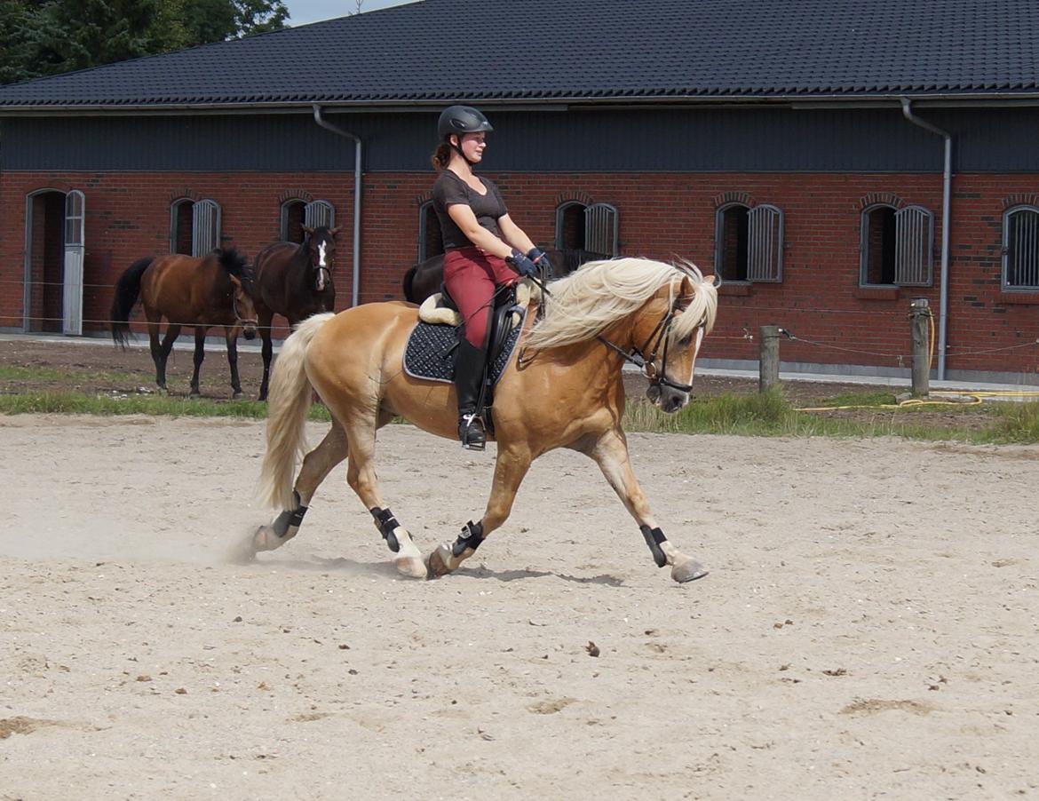 Tyroler Haflinger Story billede 28