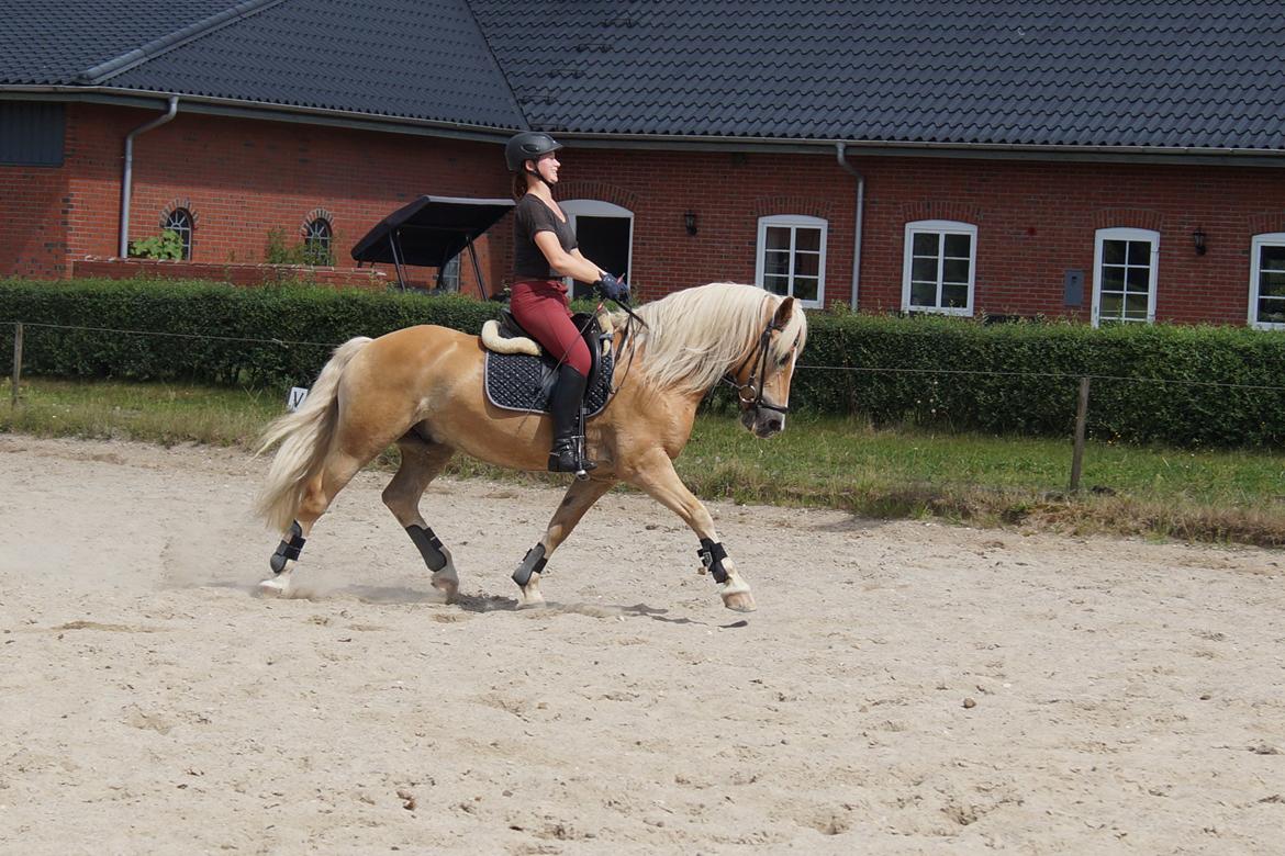 Tyroler Haflinger Story billede 42