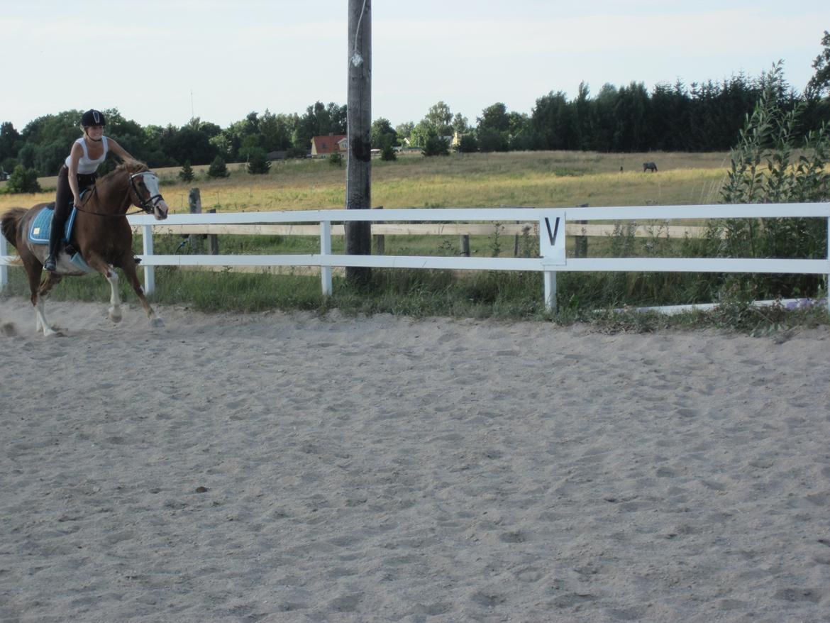 Anden særlig race Ravie * Min bedsteven* - Fræser galop! :-P det elsker hun!! <3 billede 15