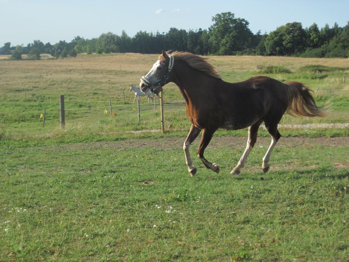 Anden særlig race Ravie * Min bedsteven* - Min smukke hypper! :D <3 billede 19