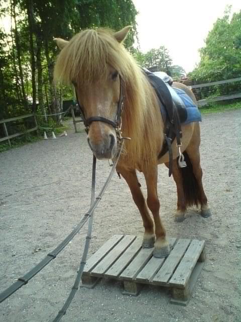 Islænder R.I.P Lilja billede 3