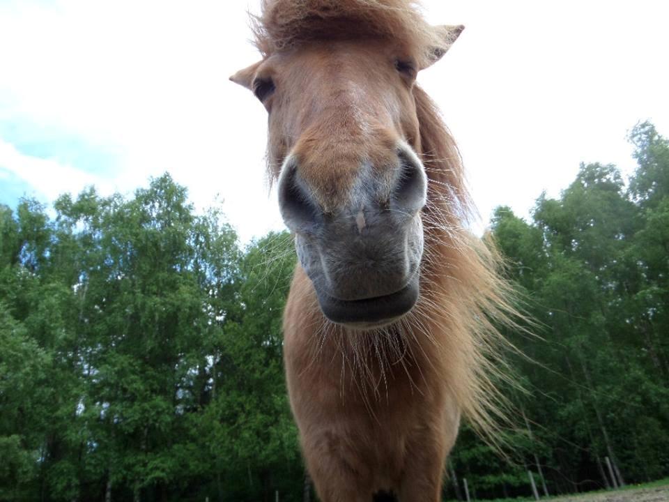 Islænder R.I.P Lilja billede 4