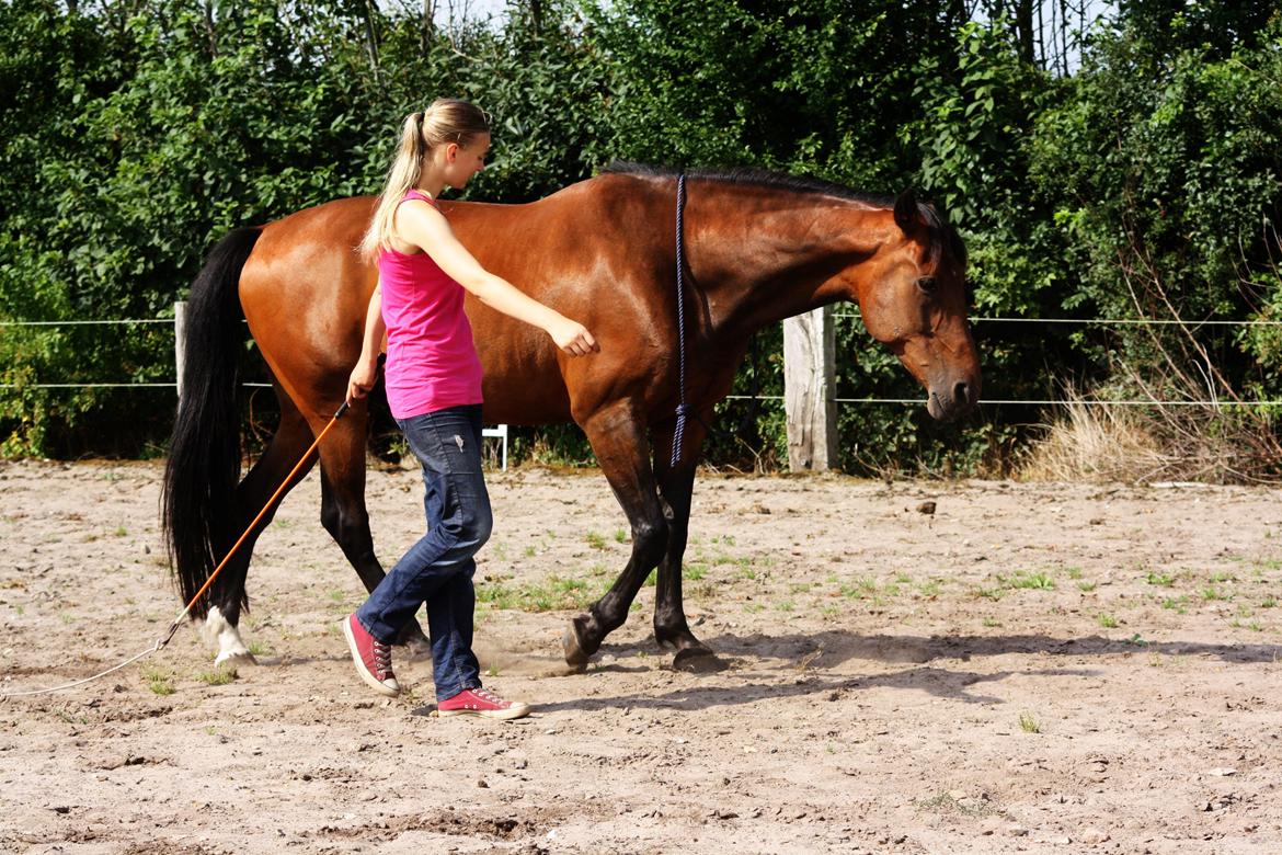 Traver | Kaliber Toft - Evigt fri <3 - Løslongering i cordeo <3 Anden gang vi prøver! [Foto: Maiken A. Engestoft] billede 11