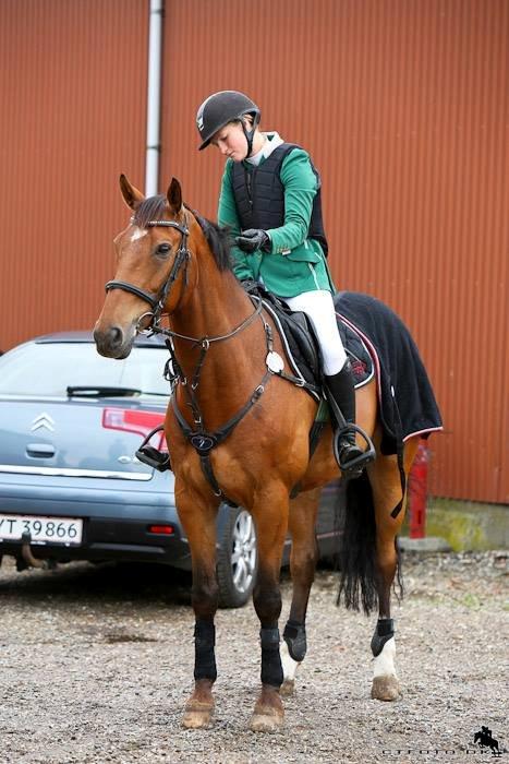 Hannoveraner Rofinno - Sigurd og hans nuværende rytter :-) billede 1