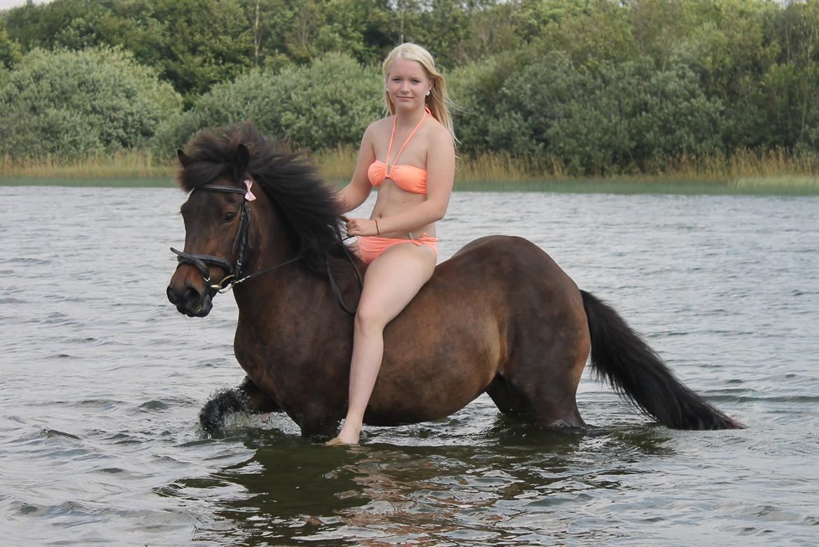 Islænder FREJA FRA TROLDBJERG (Freiski, Frejsen) - Freja fra Troldbjerg-Badetur med Rikke, 06/08/13 billede 1