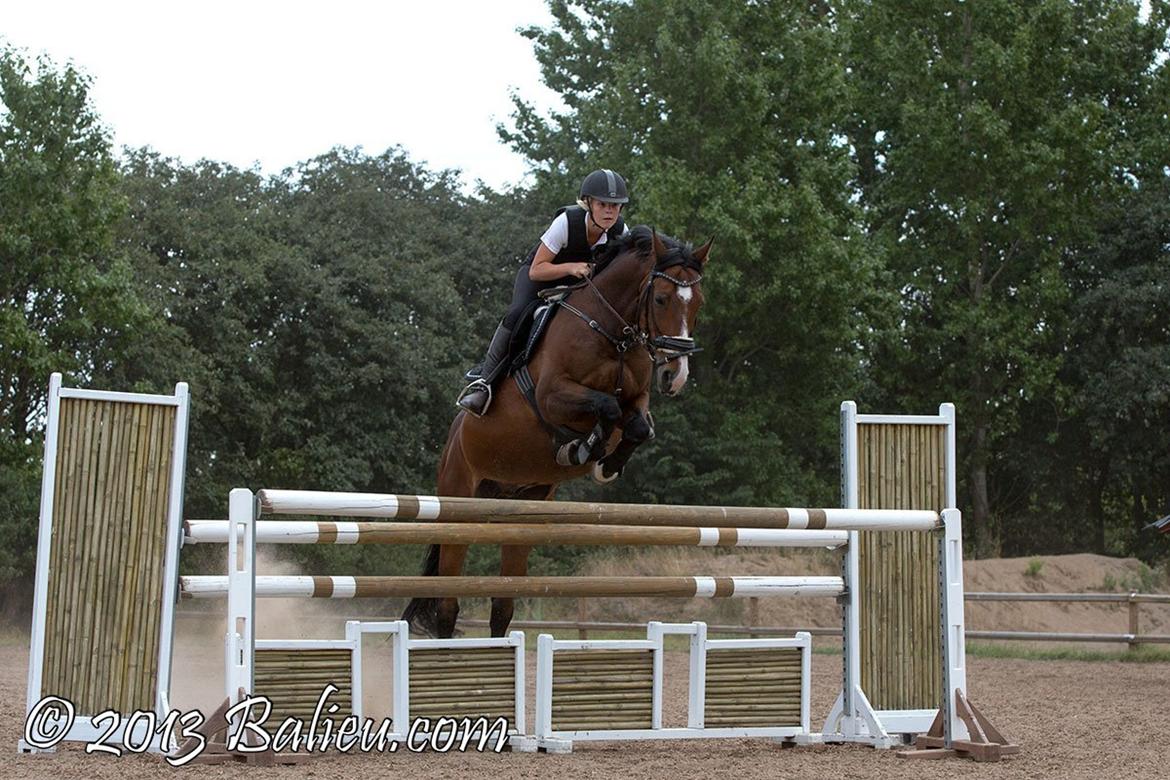 Anden særlig race Jari billede 2