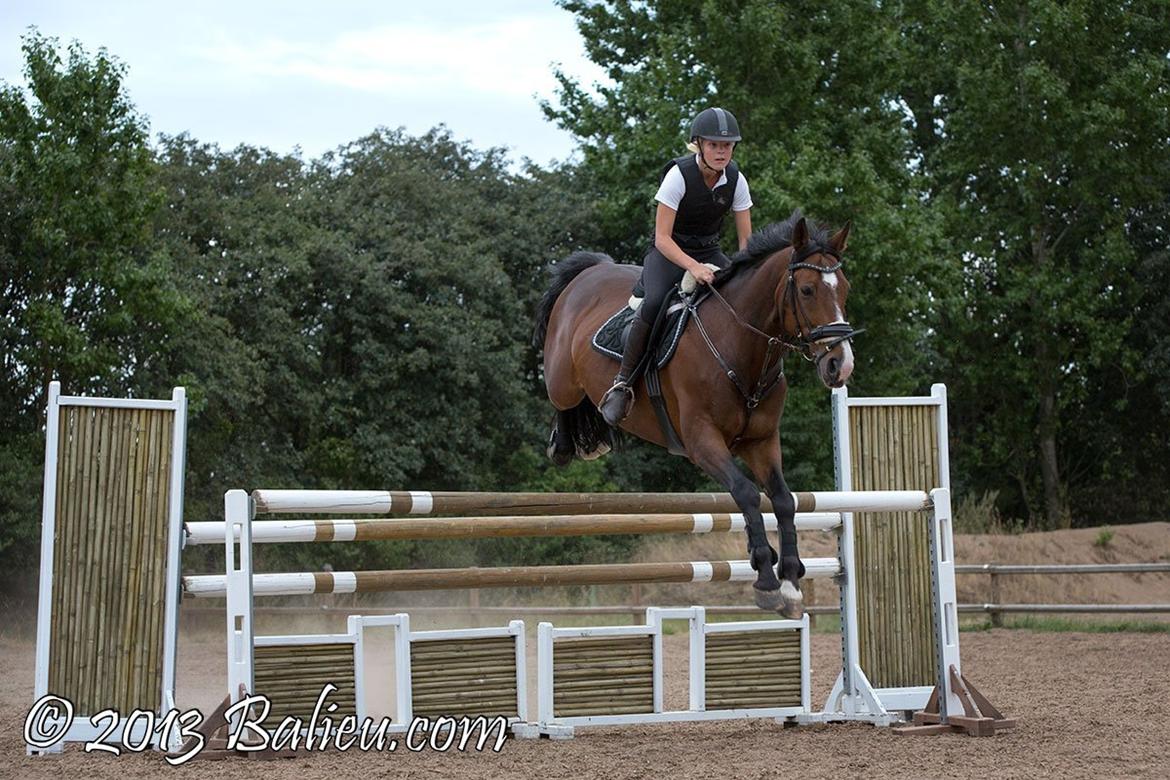 Anden særlig race Jari billede 15