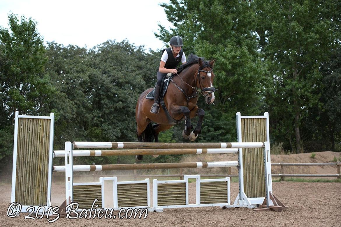 Anden særlig race Jari billede 16