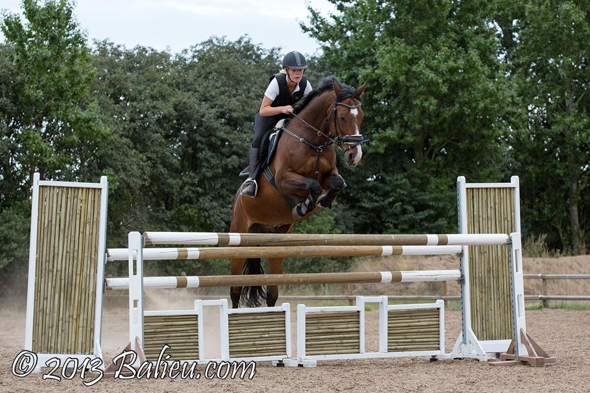 Anden særlig race Jari billede 17