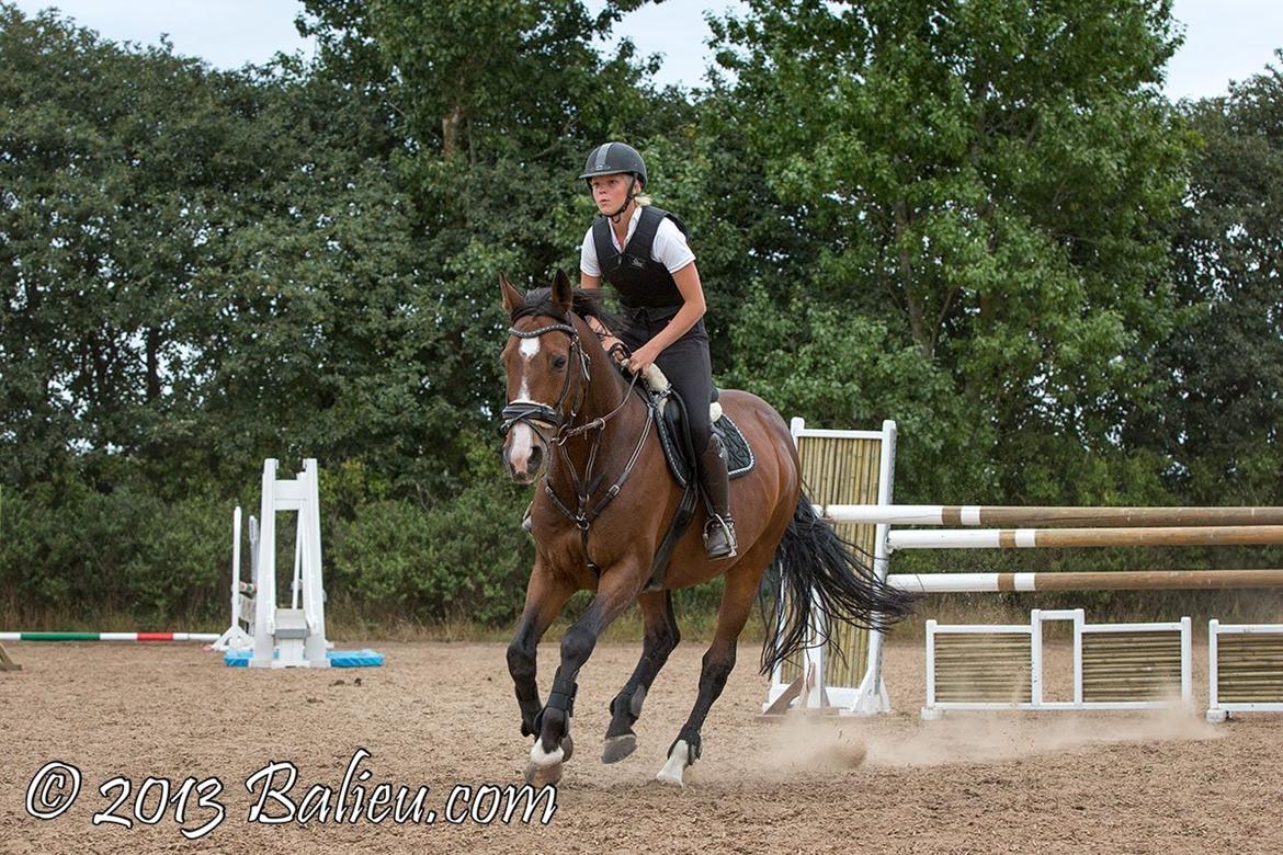 Anden særlig race Jari billede 19