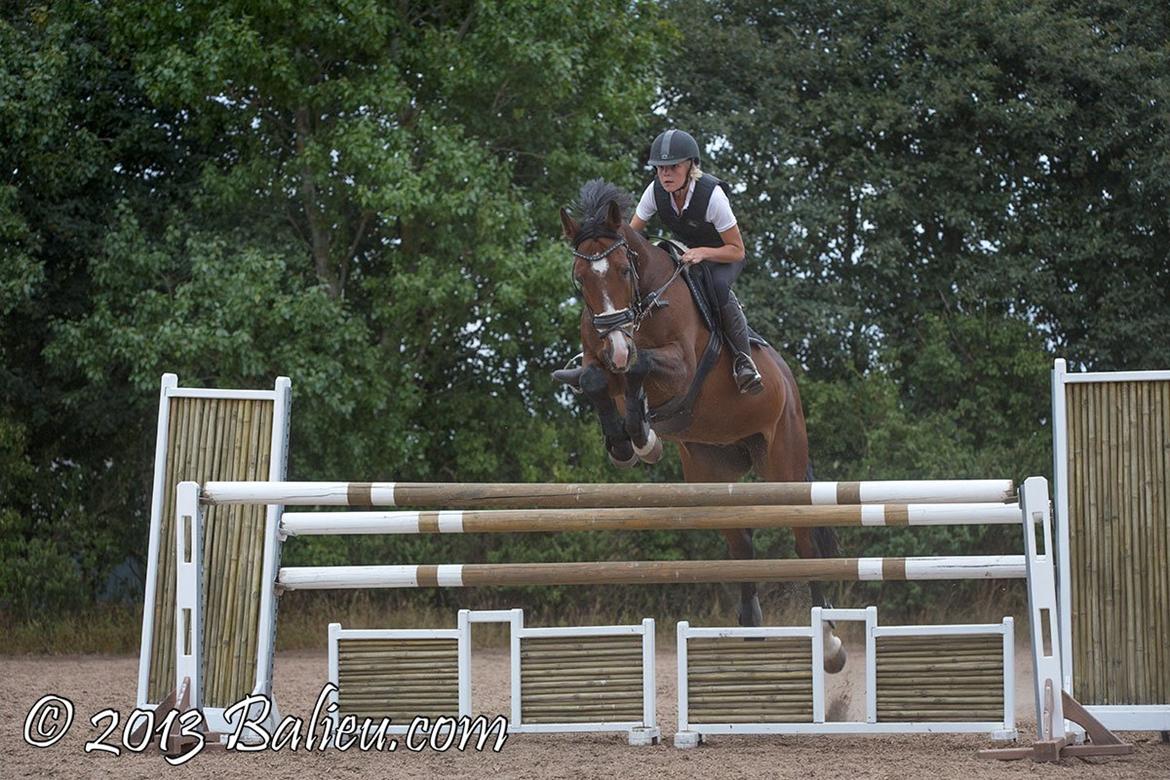 Anden særlig race Jari billede 20