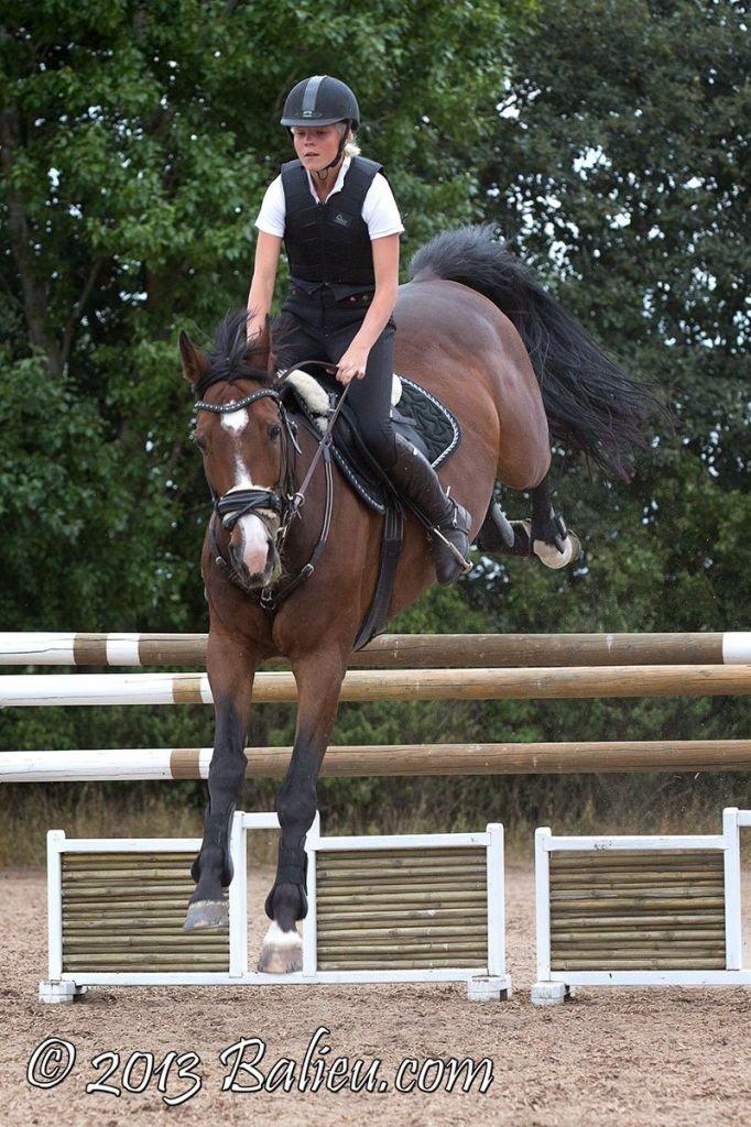 Anden særlig race Jari billede 21