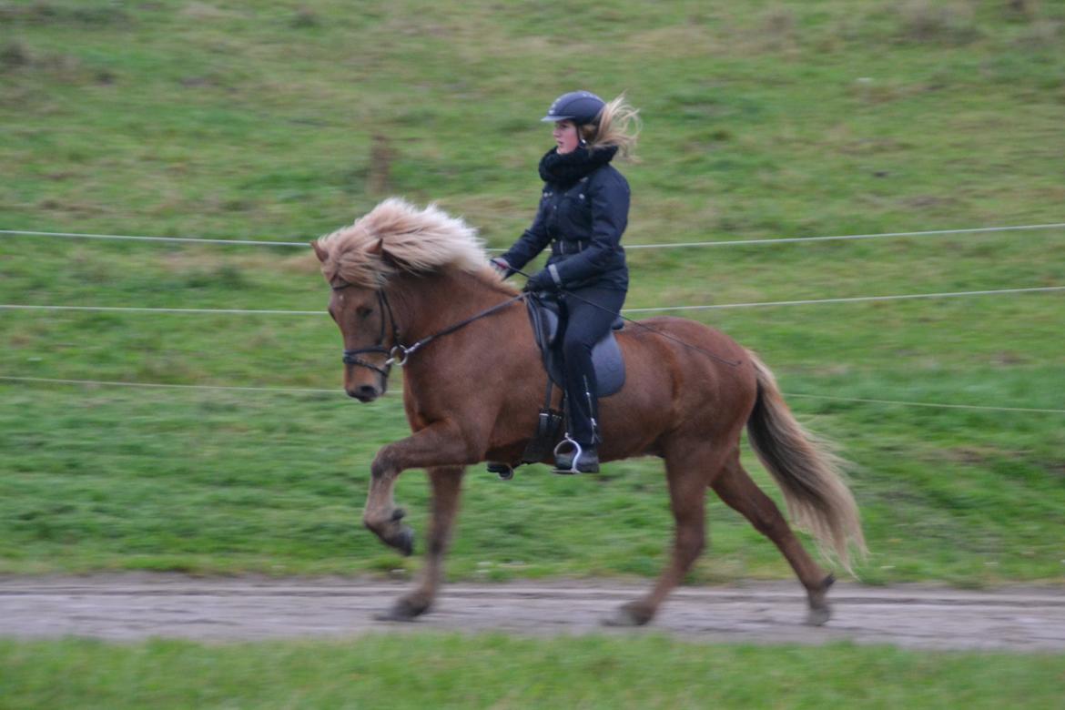 Islænder Álfur fra Helledige billede 3