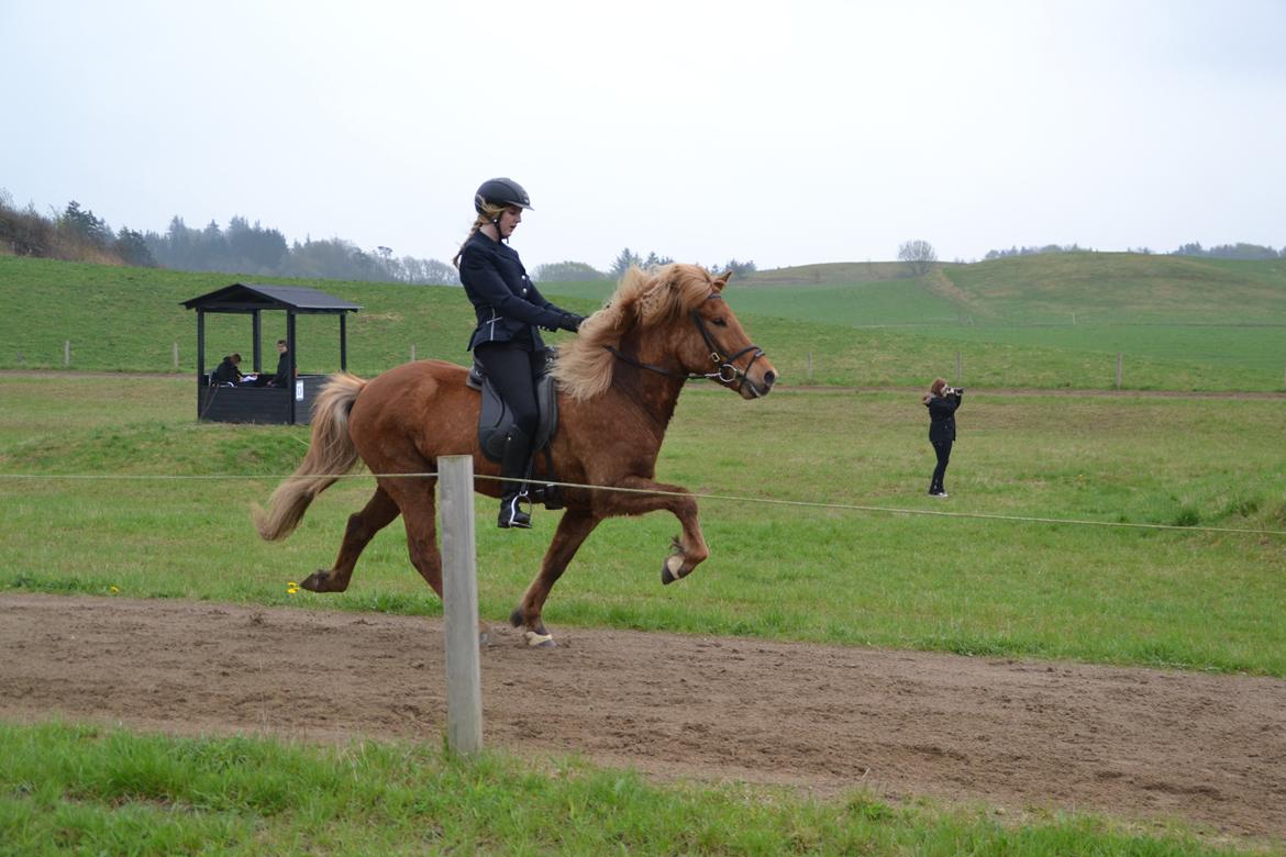 Islænder Álfur fra Helledige billede 4
