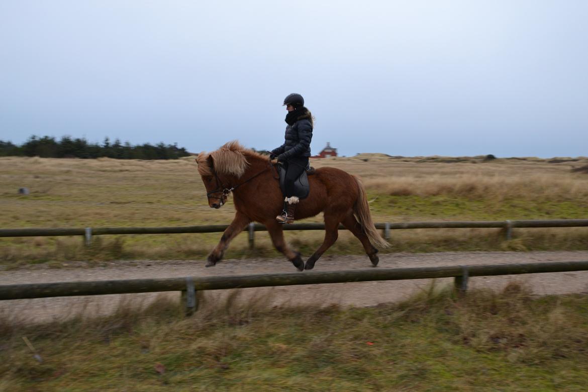 Islænder Álfur fra Helledige billede 5