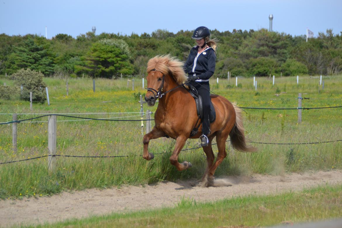 Islænder Álfur fra Helledige billede 6