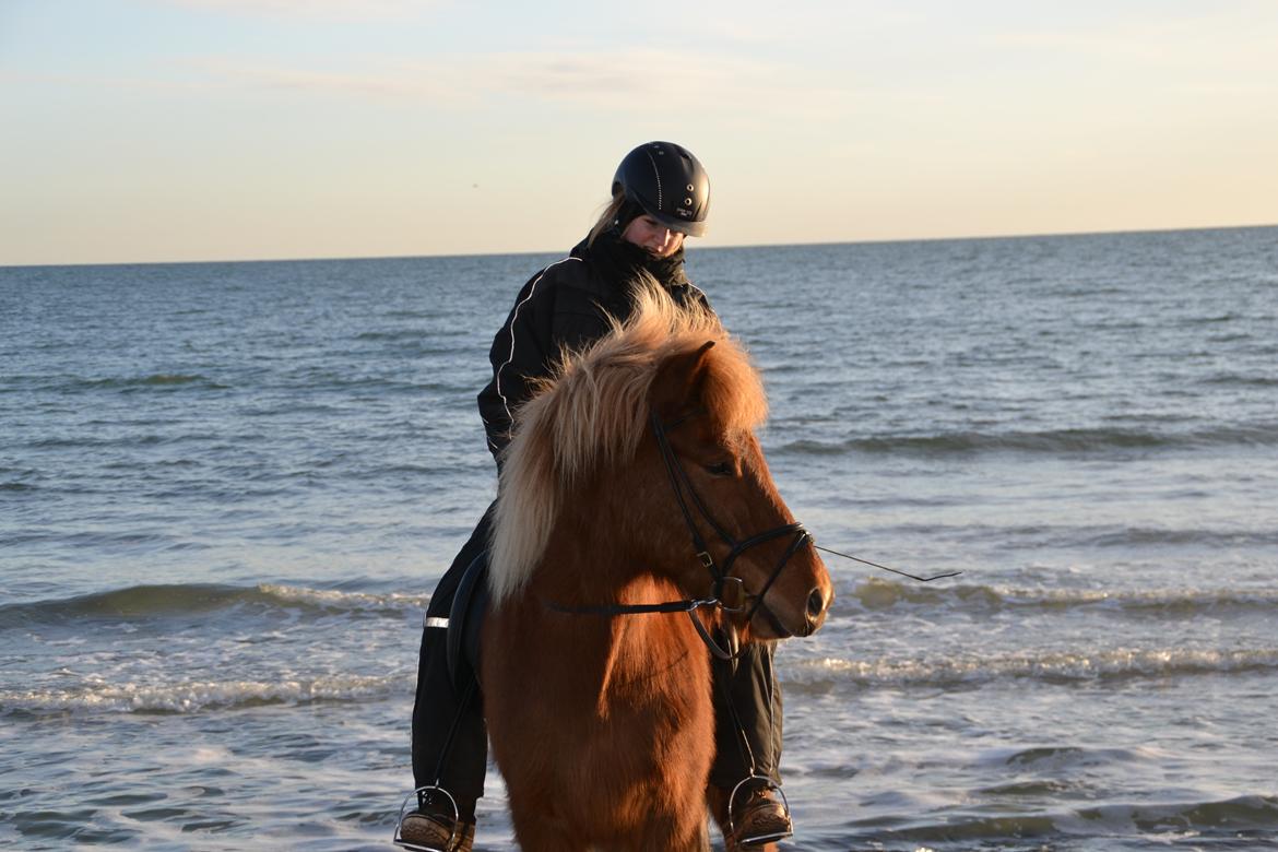 Islænder Álfur fra Helledige billede 8