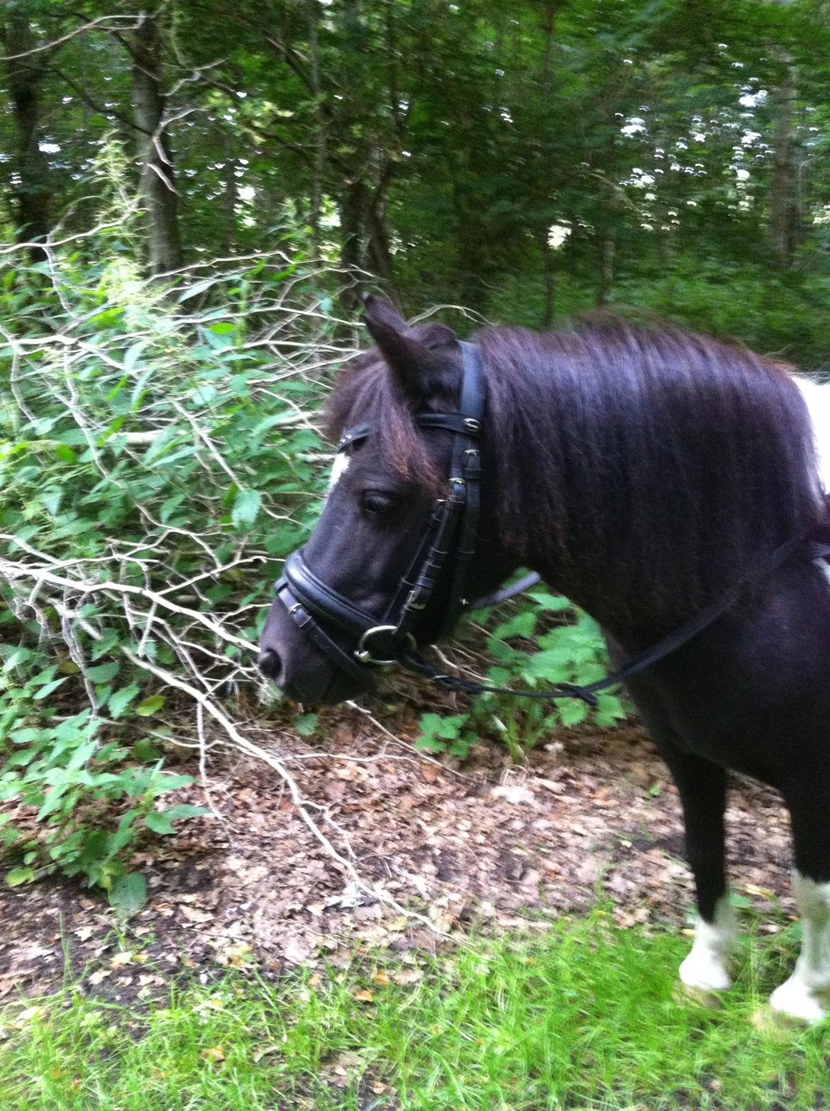 Shetlænder Bella Donna billede 14