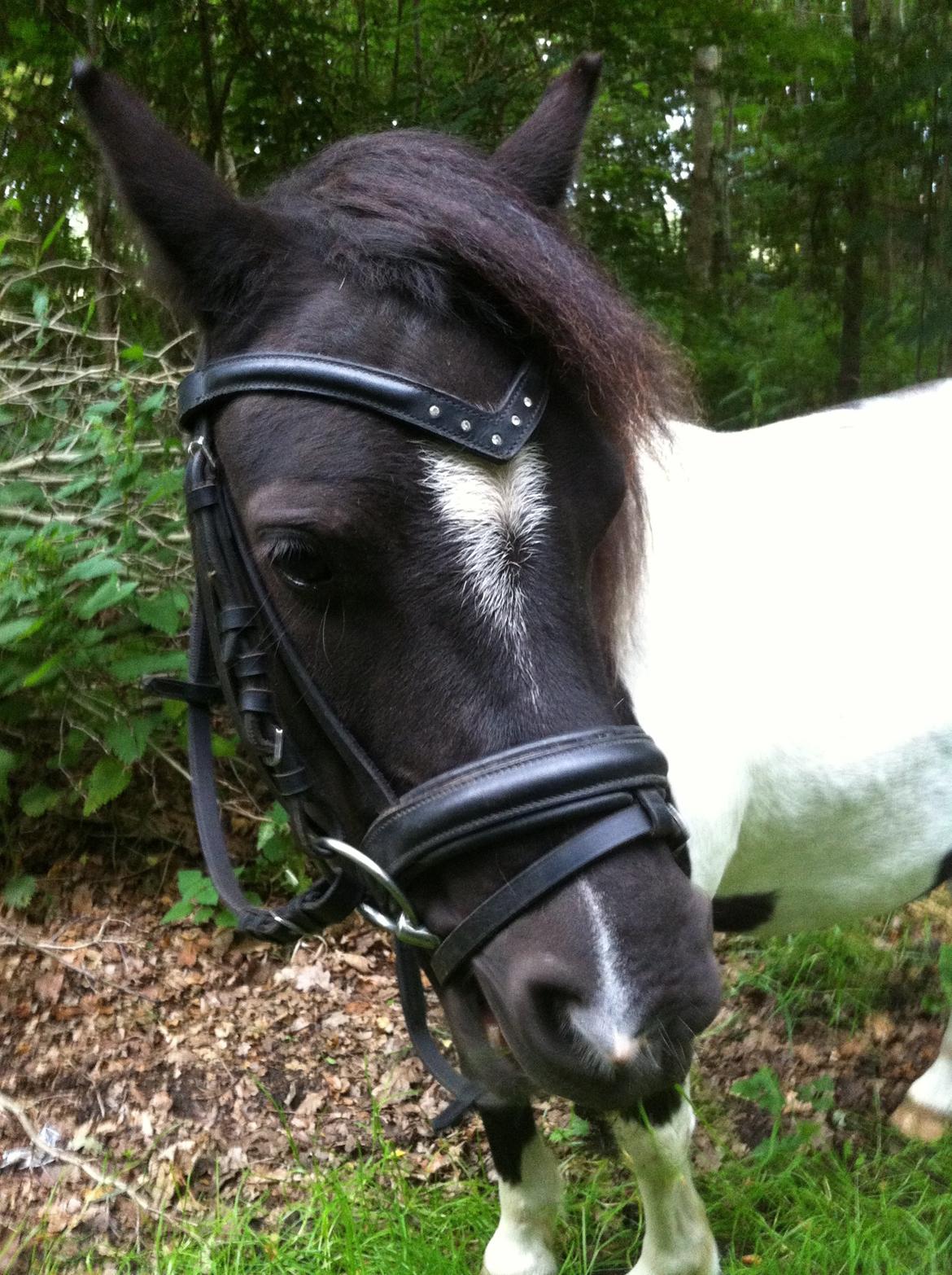 Shetlænder Bella Donna billede 13