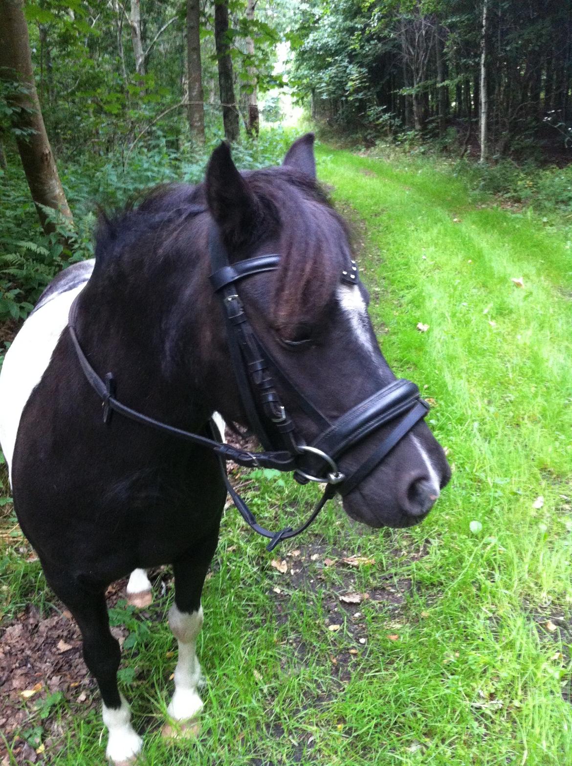 Shetlænder Bella Donna billede 15