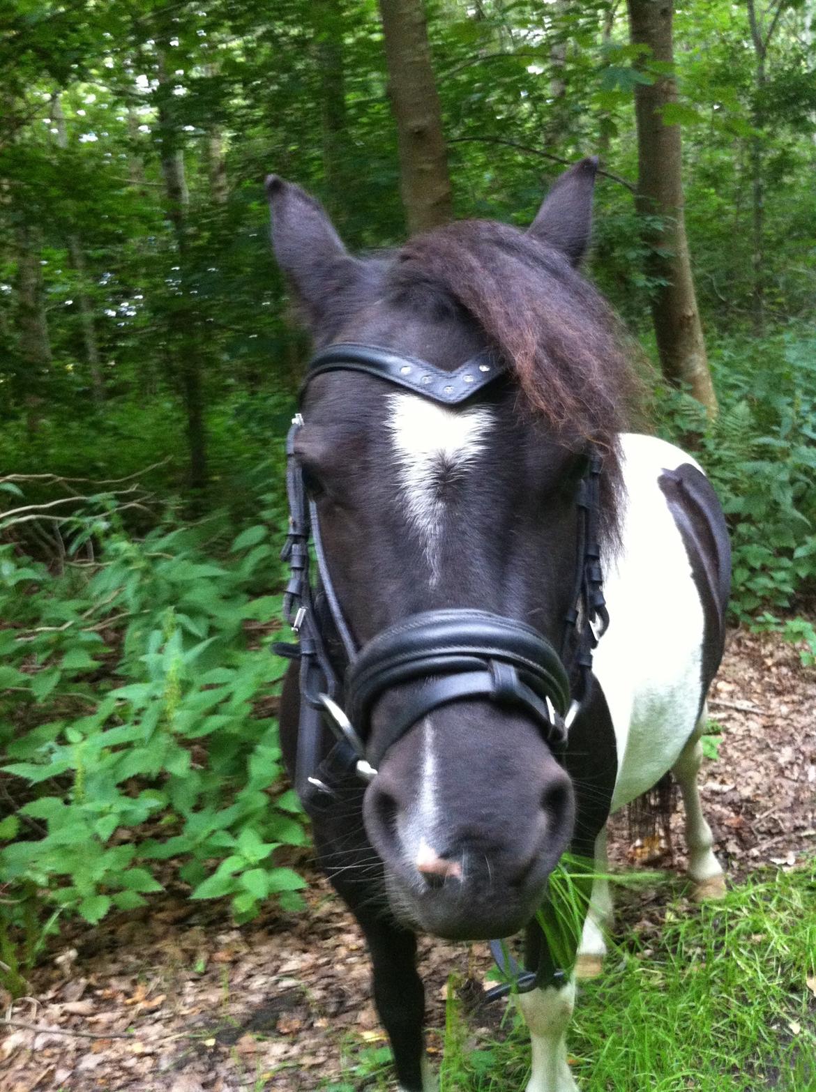 Shetlænder Bella Donna billede 17