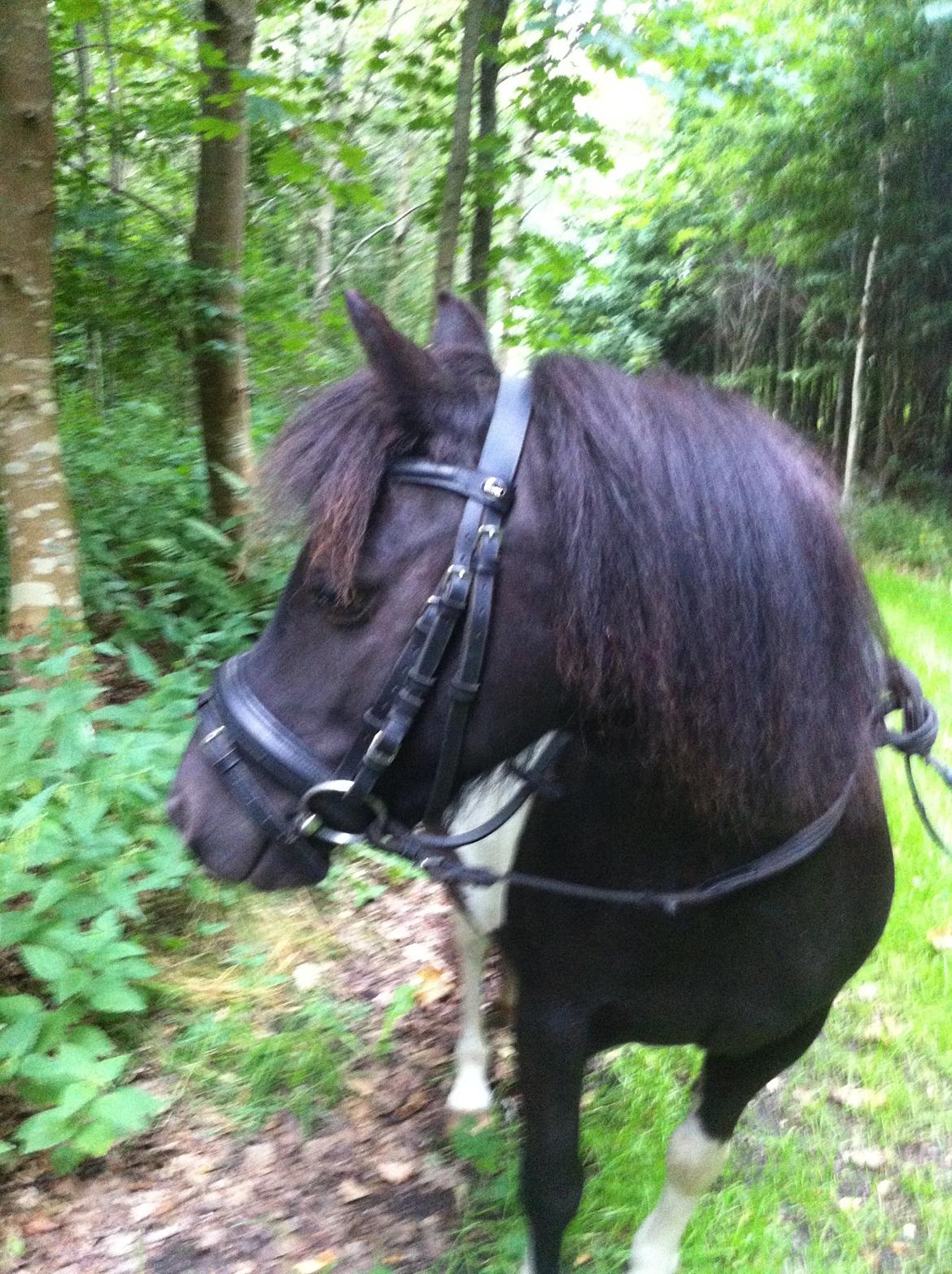 Shetlænder Bella Donna billede 16