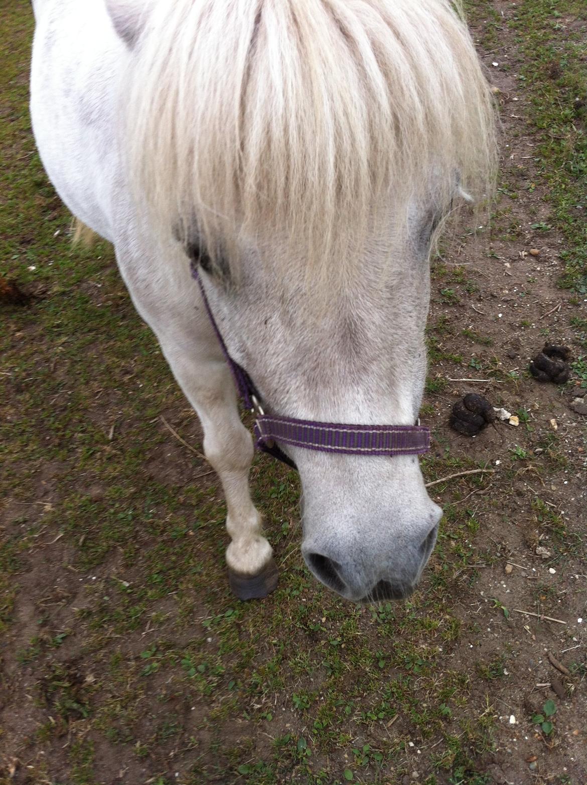 Shetlænder Sidsel billede 15