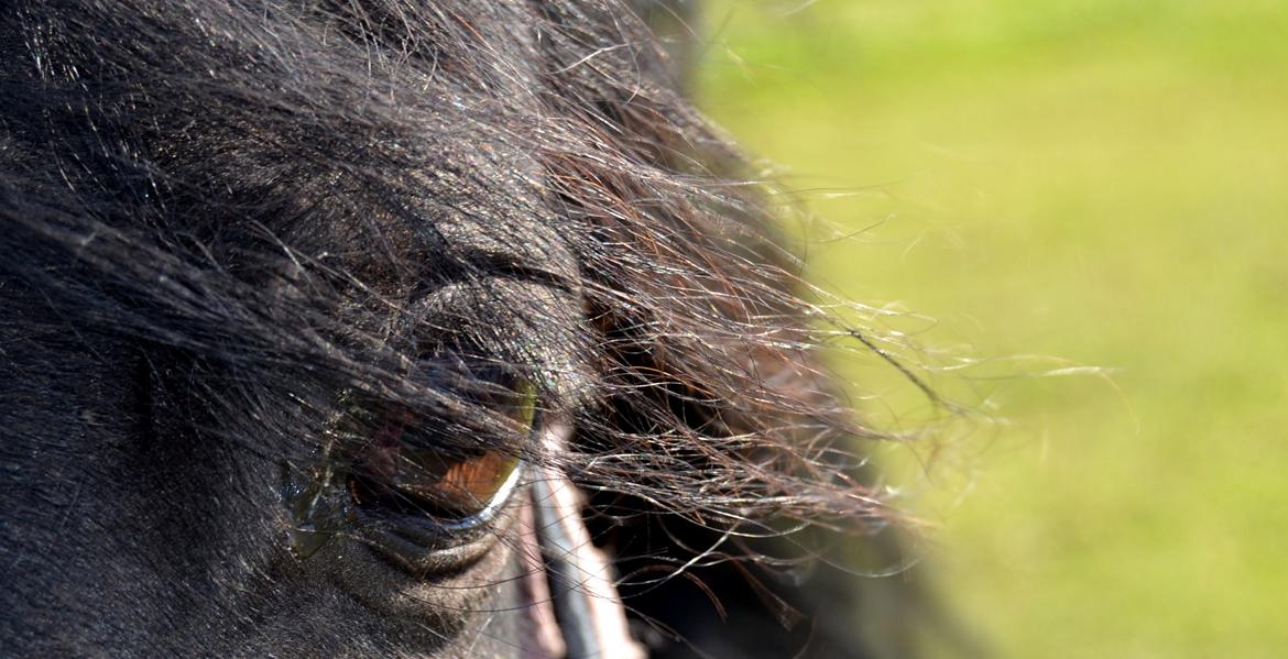 DSP Beauty - Foto: Mig billede 26