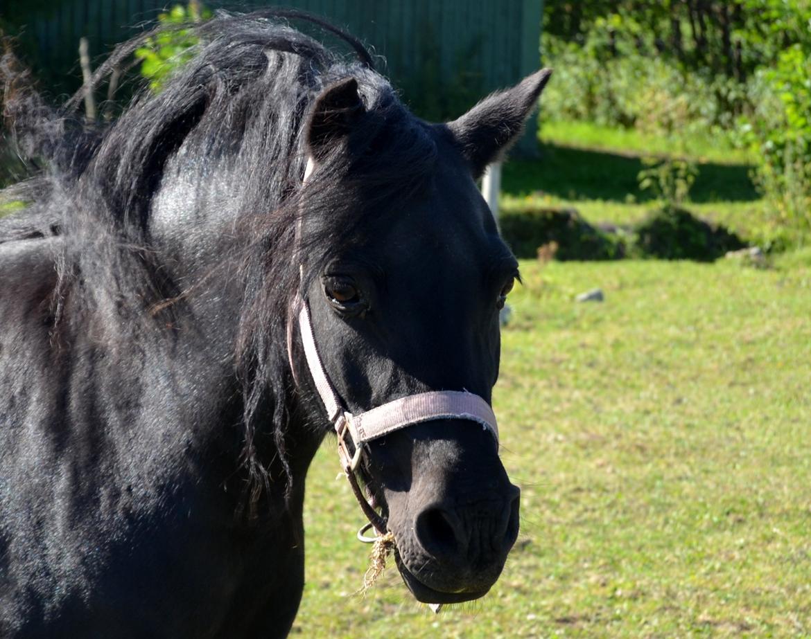 DSP Beauty - Foto: Mig billede 24