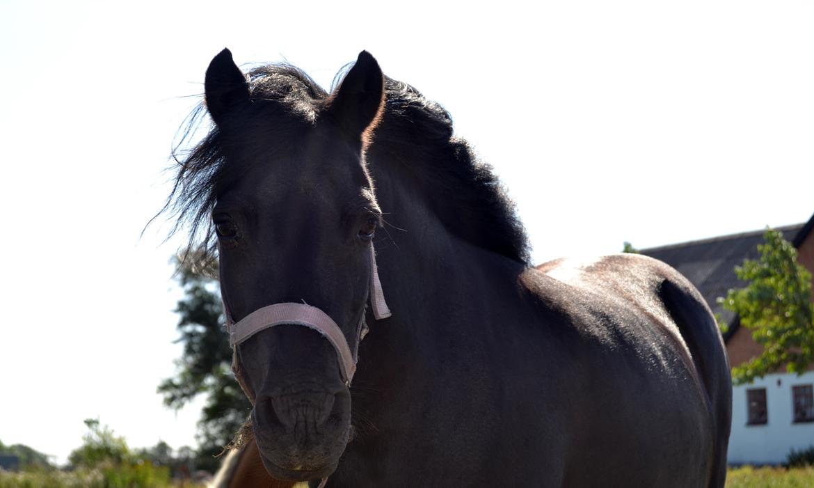 DSP Beauty - Foto: Mig billede 2