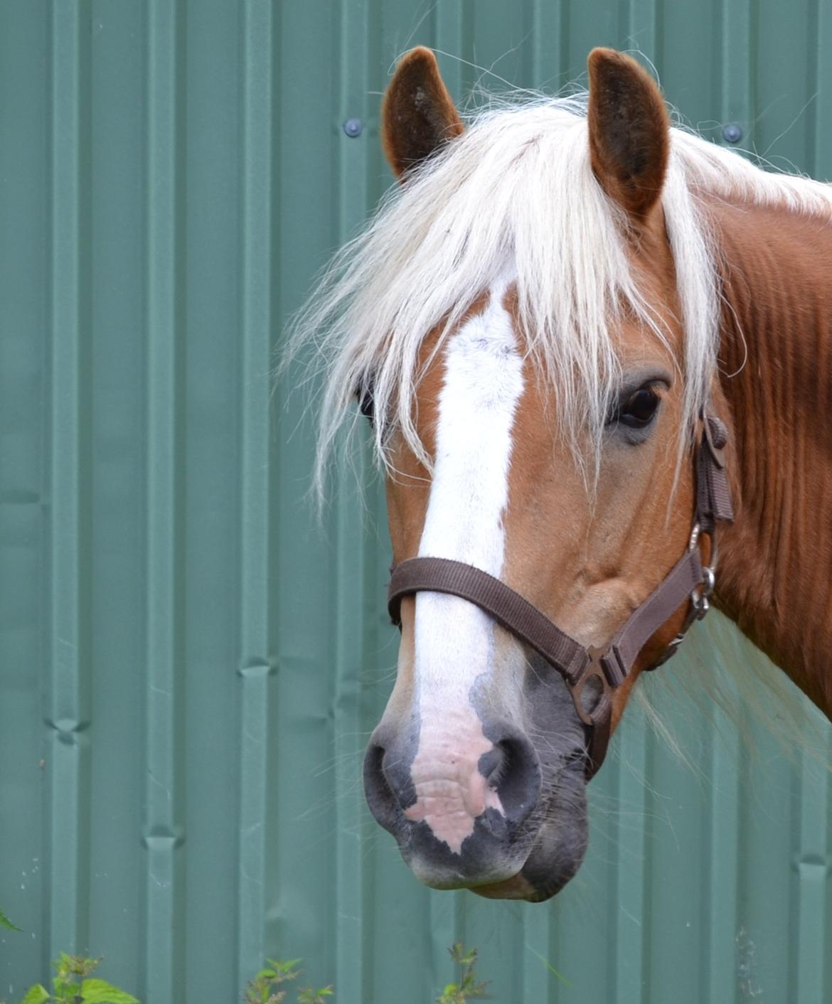 Haflinger Sofie - Foto: Mig billede 11