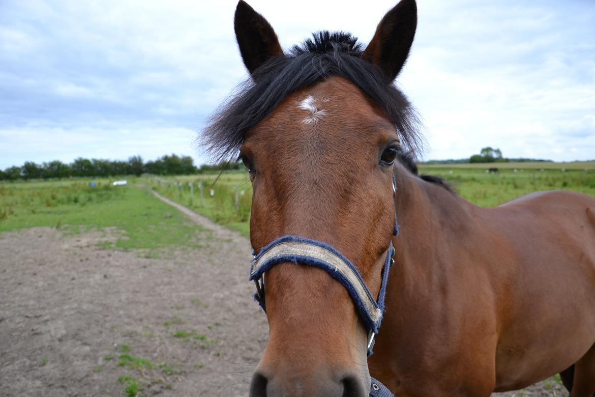 New Forest Enggårdens Conrad billede 8