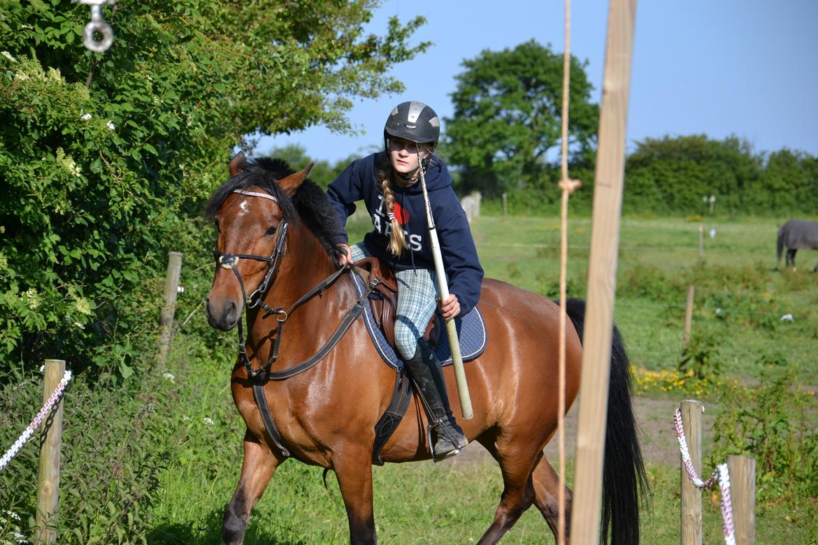 New Forest Enggårdens Conrad billede 9