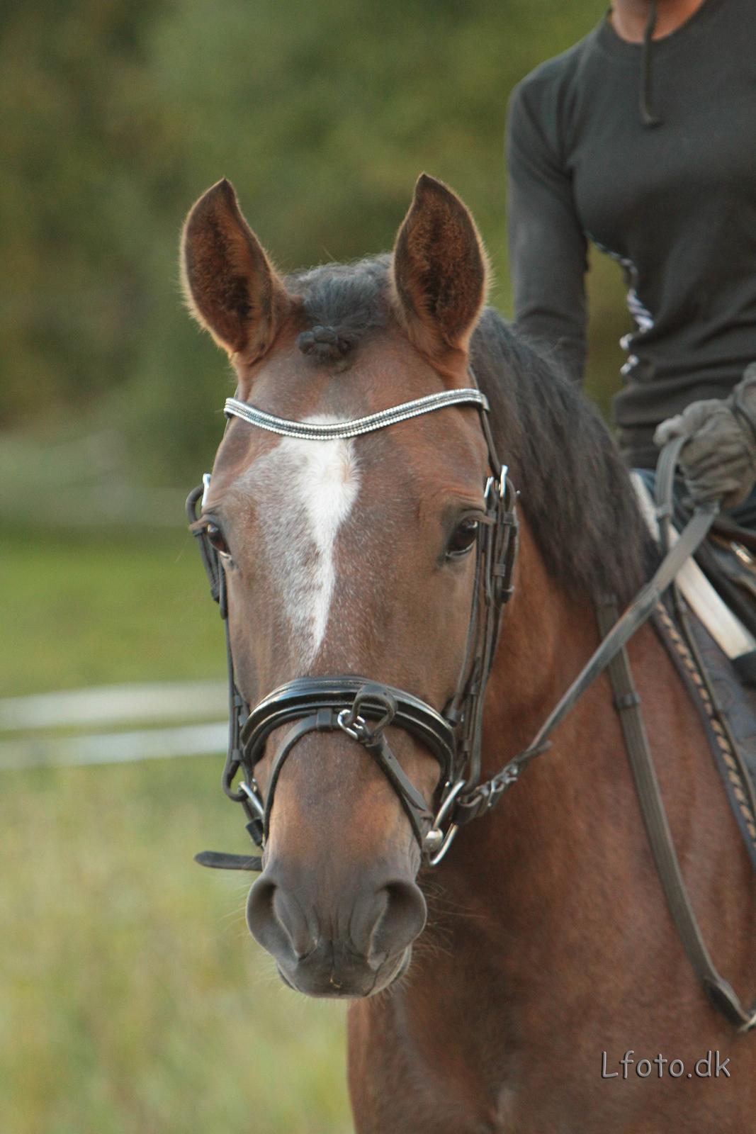 New Forest Elmholts Filicia billede 6