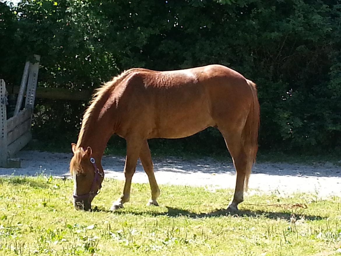 Anden særlig race Valiant - Valle nyder den dejlige sommer. billede 4