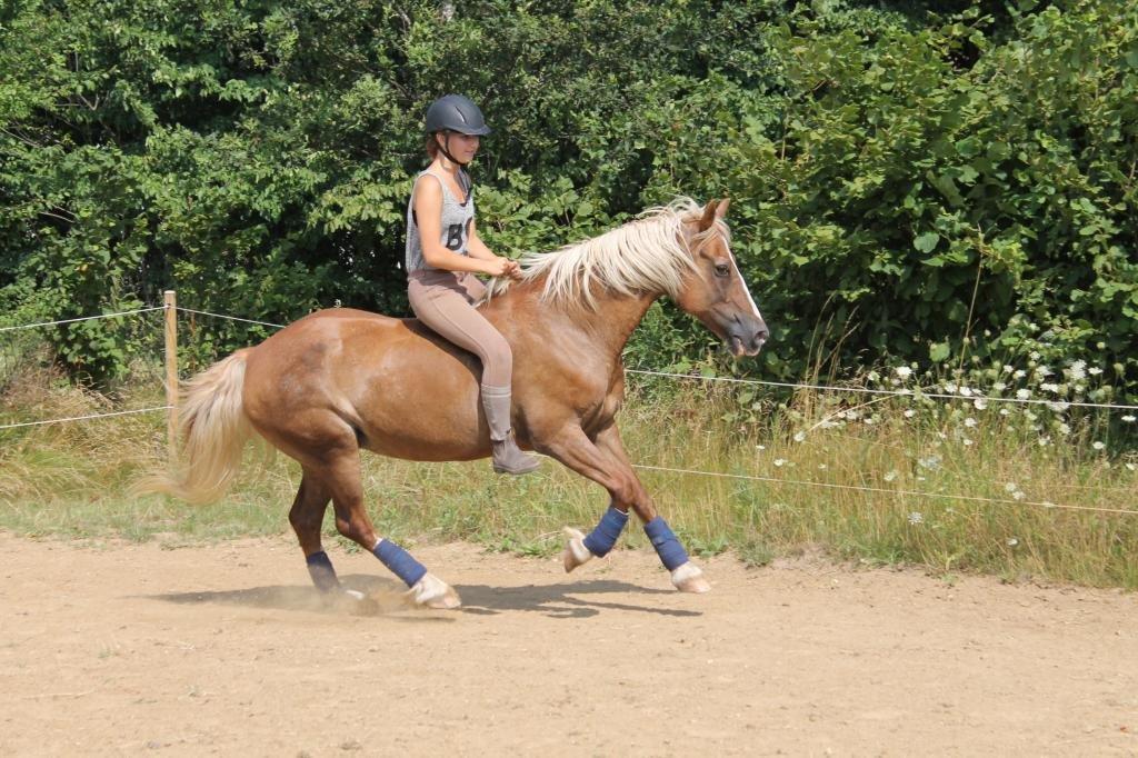 Welsh Cob (sec D) | Glanvyrnwy Olwena - Galop uden udstyr. ♥ August 2013. billede 20