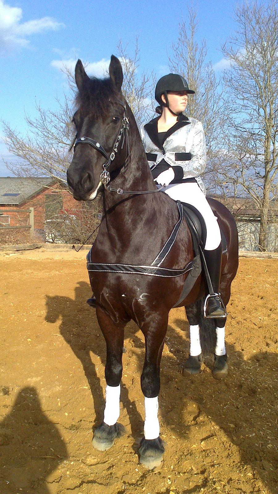 Frieser Wictoria von Inger-Marienlund - Wictoria til årets første show, - hingstenets hingstedag i Viborg billede 9