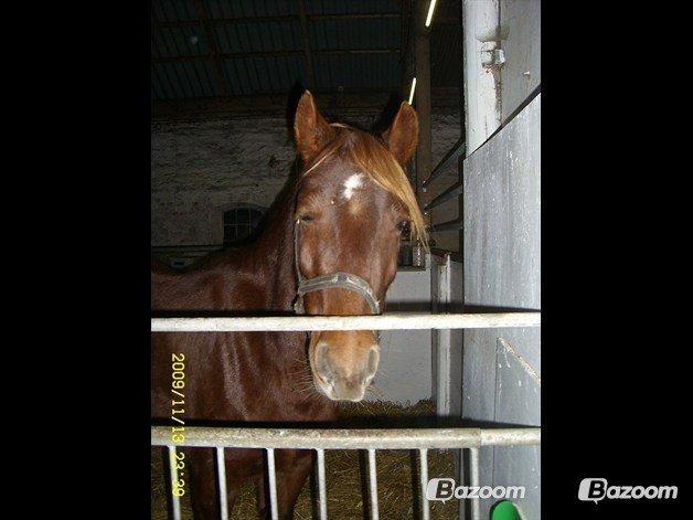 Welsh Cob (sec D) Reballes Gardnia billede 3