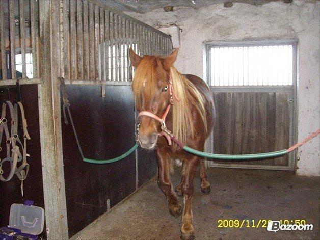 Welsh Cob (sec D) Reballes Gardnia billede 4