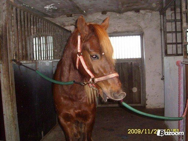 Welsh Cob (sec D) Reballes Gardnia - Elsker at lege! billede 5