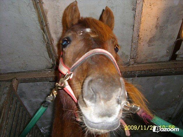 Welsh Cob (sec D) Reballes Gardnia billede 6