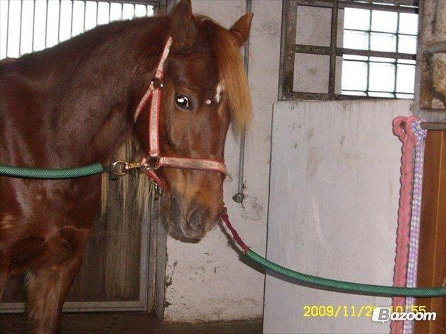 Welsh Cob (sec D) Reballes Gardnia billede 7