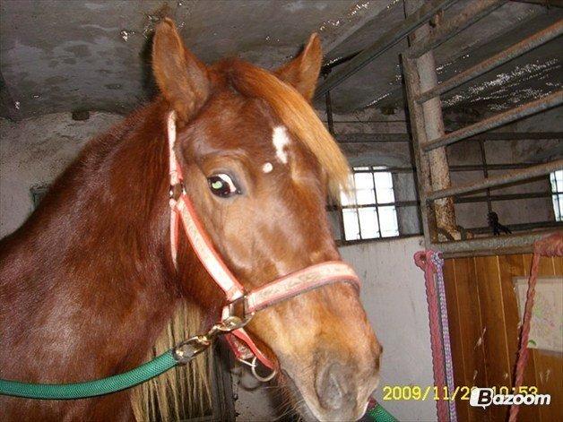 Welsh Cob (sec D) Reballes Gardnia billede 8